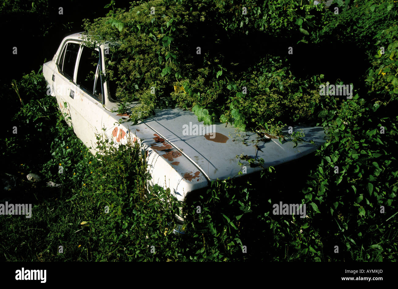 Sabah ein Auto mit Pflanzen bewachsen Stockfoto
