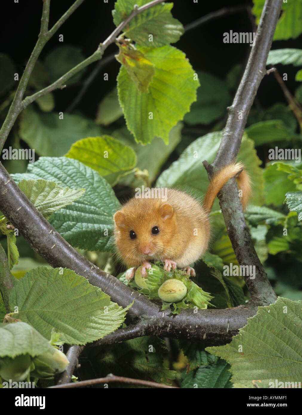 Dormouse Muscardinus avellanarius in Haselnussbaum Stockfoto