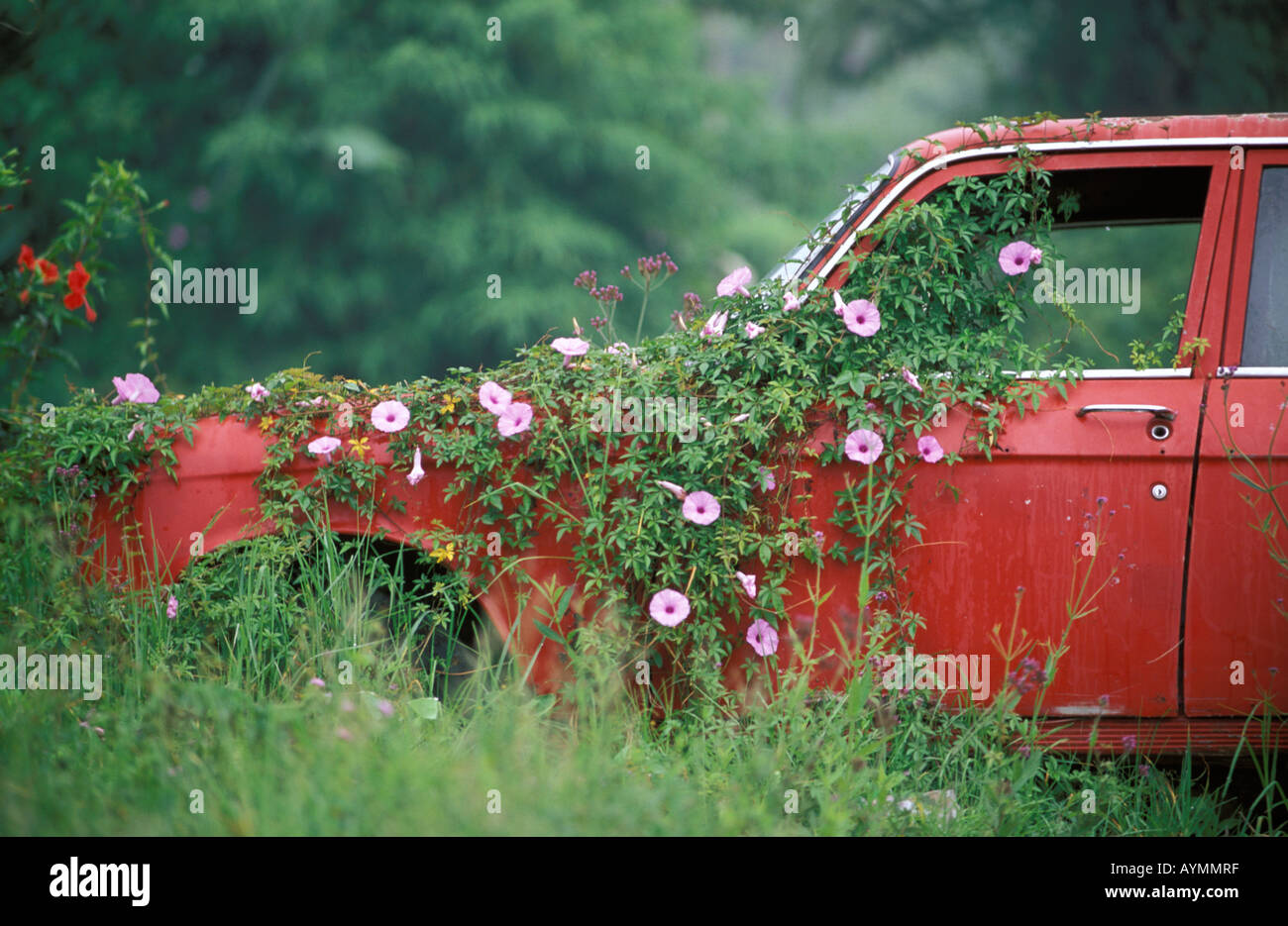 Cameron Highlands ein Auto mit Blumen bewachsenen Stockfoto