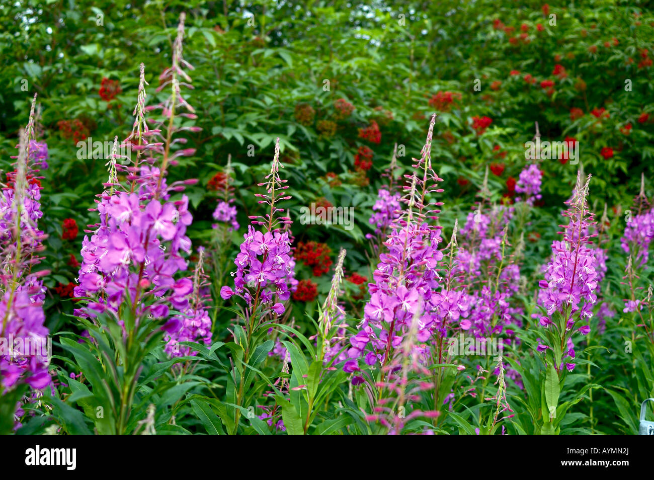 Blühende Weidenröschen, die Zustandblume von Alaska. Kenai, Alaska. Stockfoto