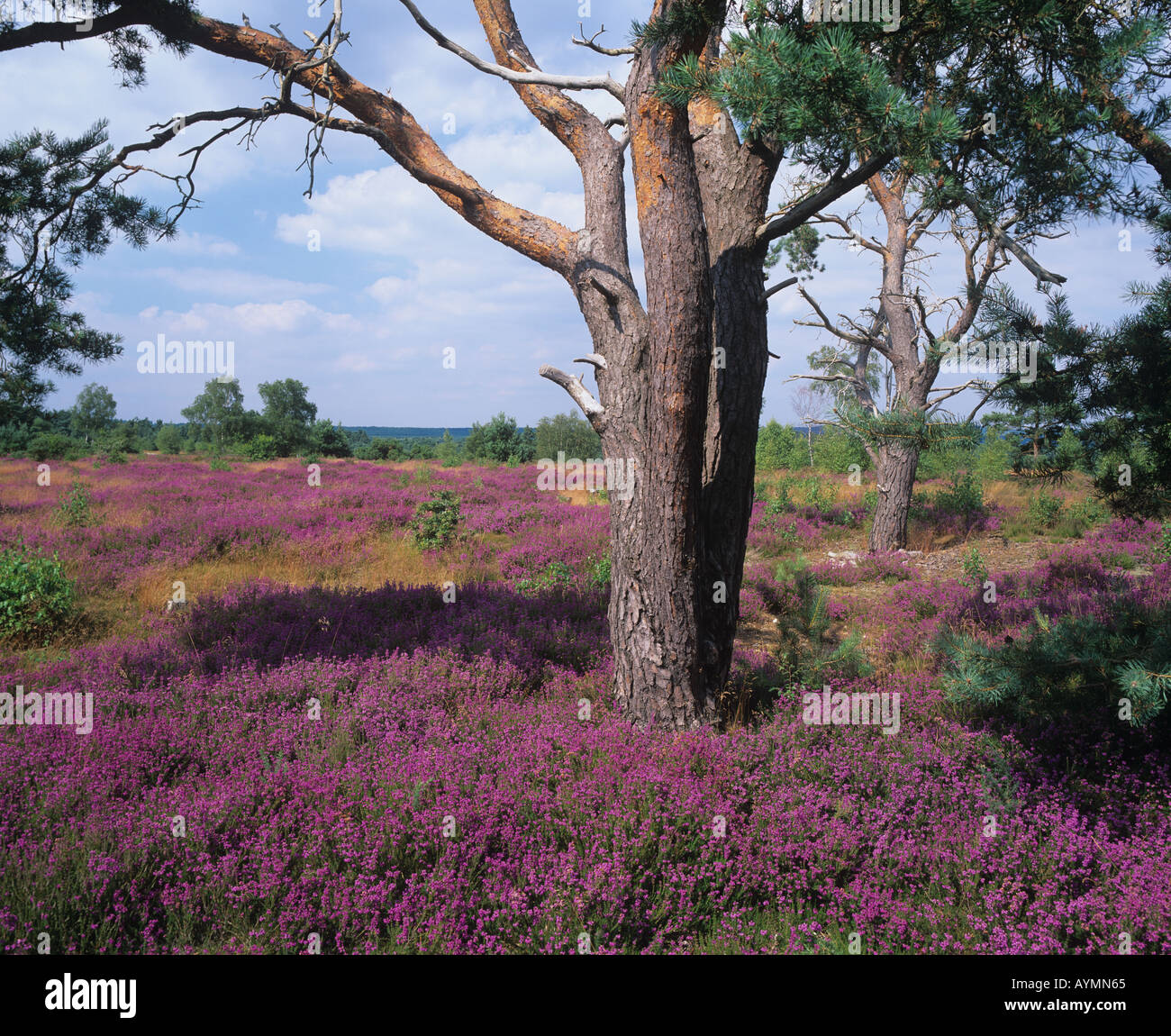 Scots Pines & Bell Heather Frensham Surrey UK August Stockfoto