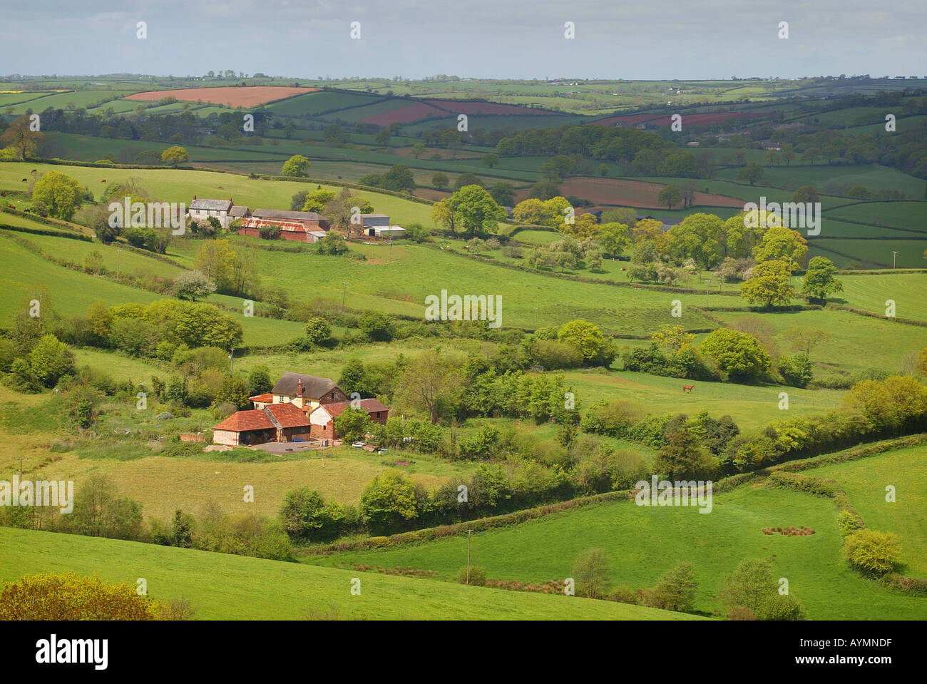 Devon-Landschaft in der Nähe von Crediton UK Stockfoto