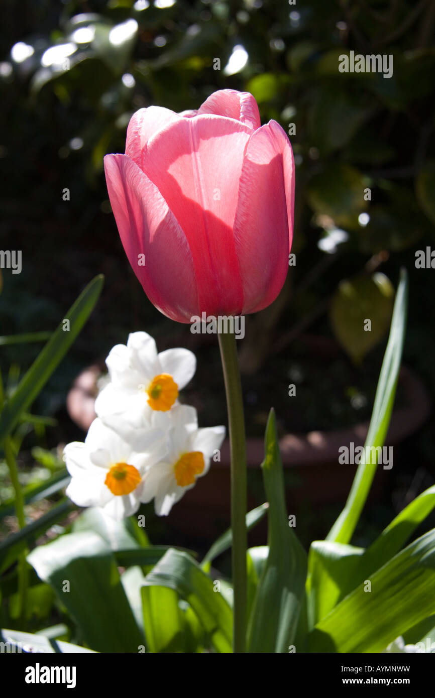 Rosa Tulpen und Narzissen im Frühjahr Sonnenlicht Stockfoto