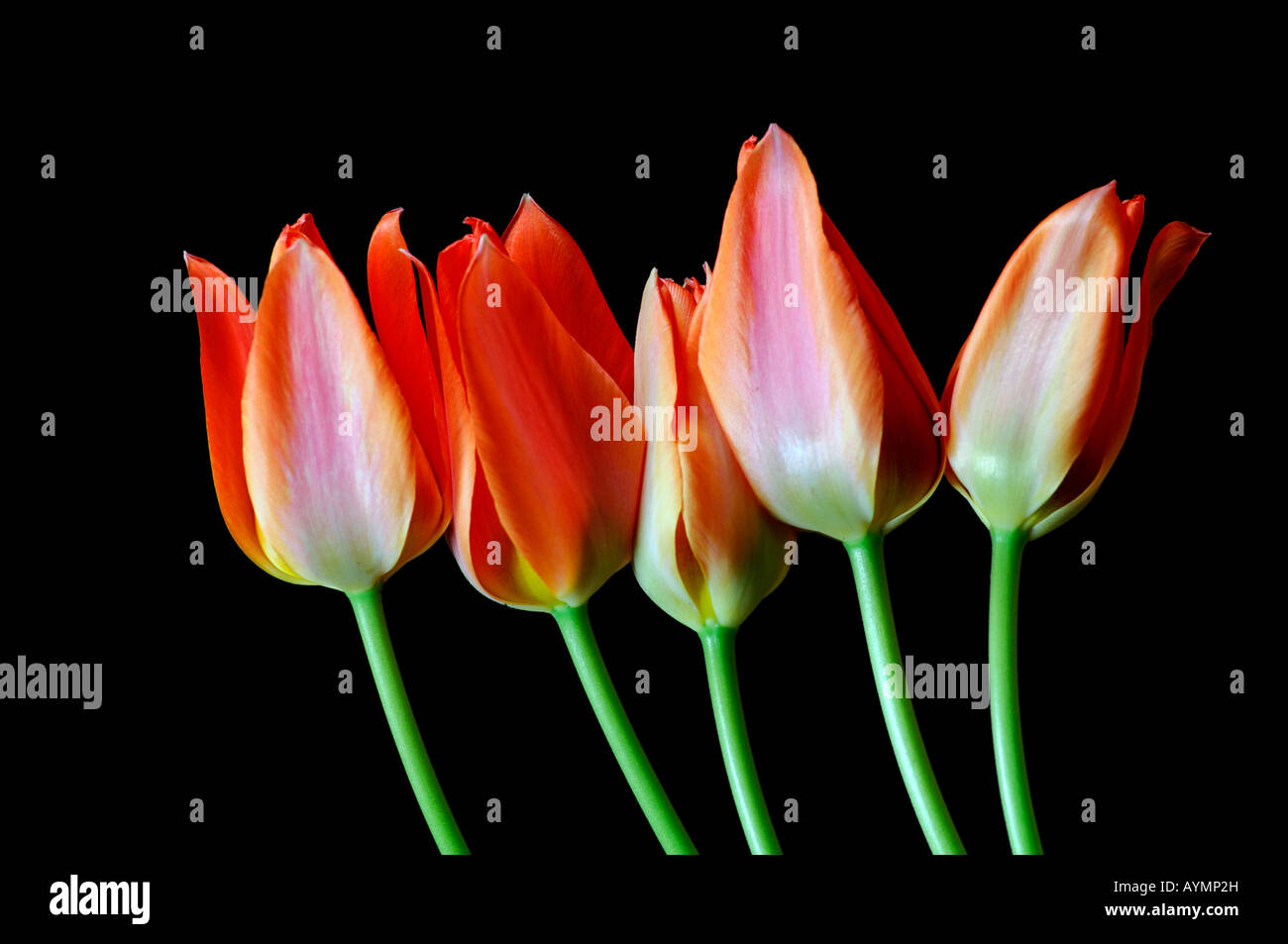 Closeup Nahaufnahme Makroaufnahme aus einer Reihe von roten Tulpen eine leere schwarze Hintergrund Stockfoto