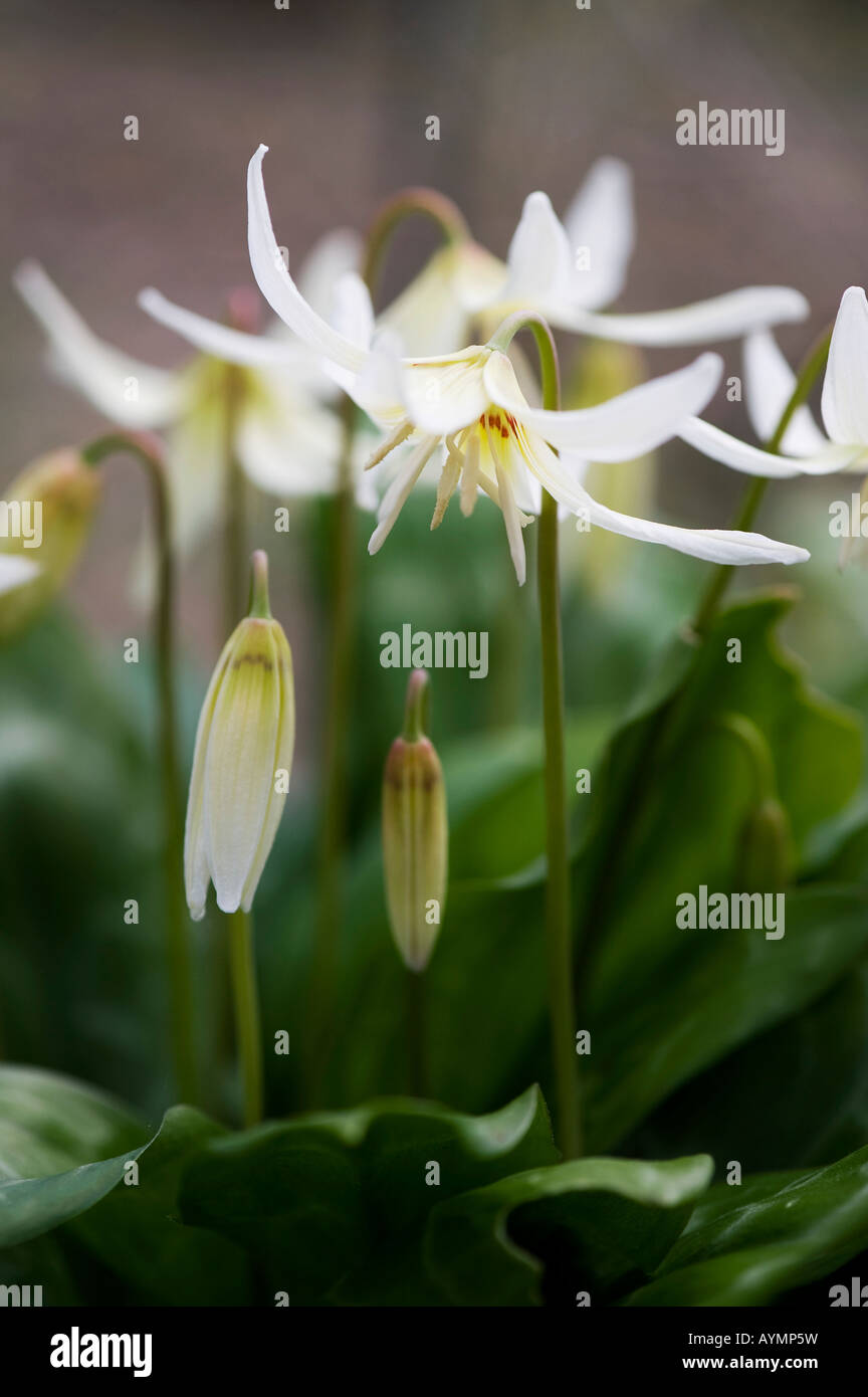 Erythronium Californicum weiße Schönheit. Fawn Lily 'White Beauty'. Evenley Holz Gärten, Northamptonshire, England Stockfoto