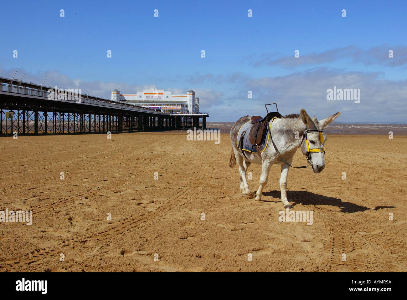 Esel am Strand von Weston-Super-Mare Stockfoto