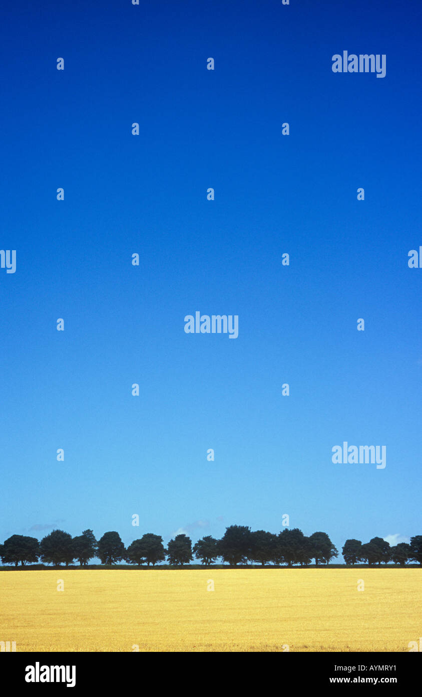 Bereich der Reife zwei gerudert Gerste mit Rosskastanie Baumreihe auf niedrigen flachen Horizont unter klaren, blauen Sommerhimmel Stockfoto