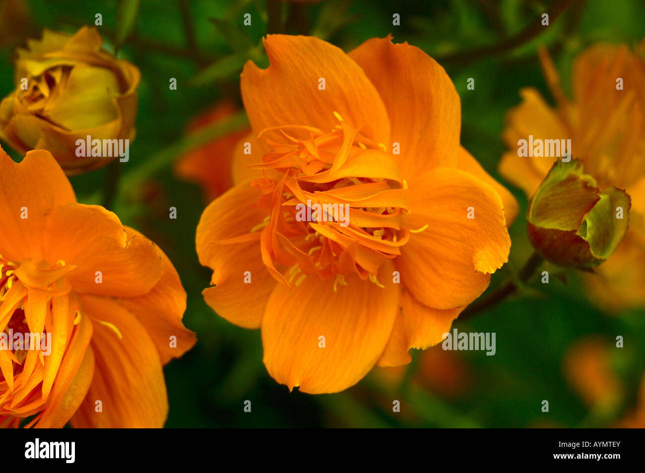 Wilde Blumen. Stockfoto