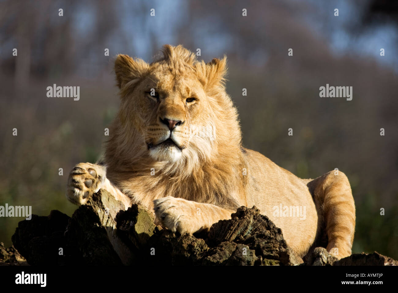 Mähne Löwe sitzend, England, UK Stockfoto