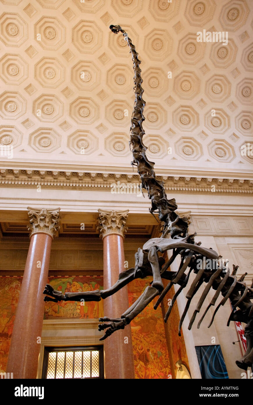 Barosaurus-Skelett American Museum of Natural History, New York Stockfoto