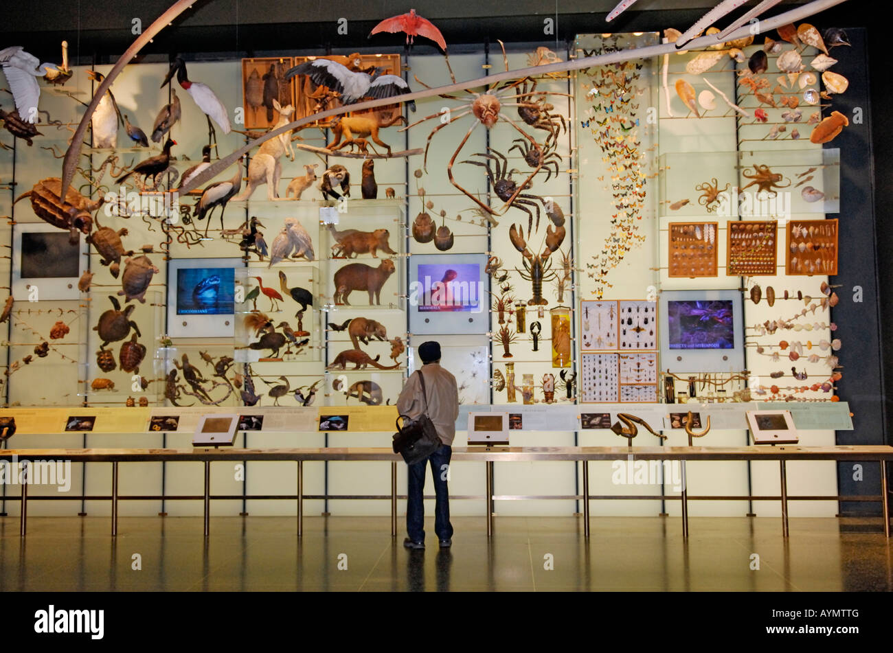 Ein Mann schaut auf ein Display in Halle der Biodiversität American Museum of Natural History Stockfoto