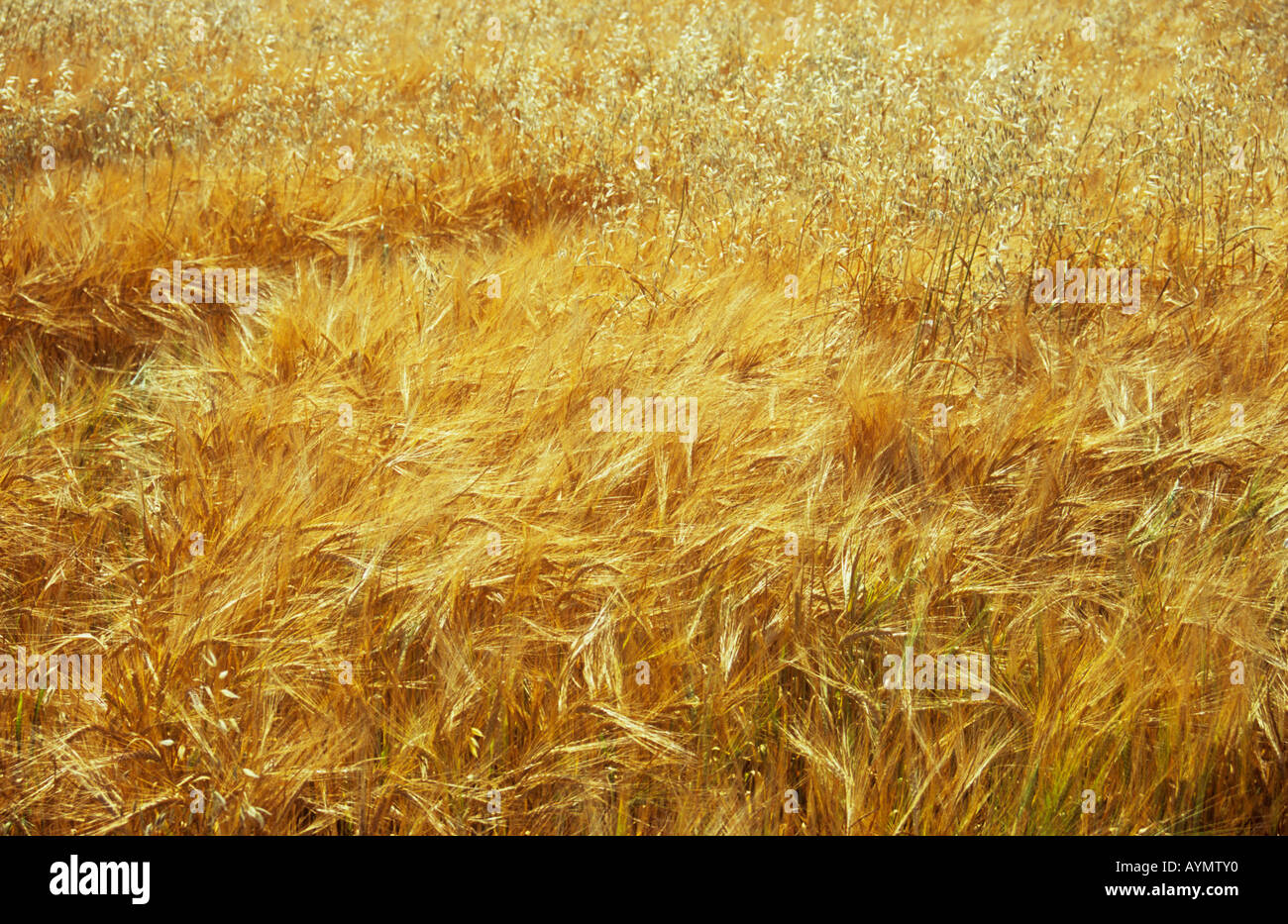 Bereich der Reife golden zwei gerudert Gerste oder Hordeum Distichon mit kontrastierenden blonde angebauten Hafer oder Avena Sativa in Sommersonne Stockfoto