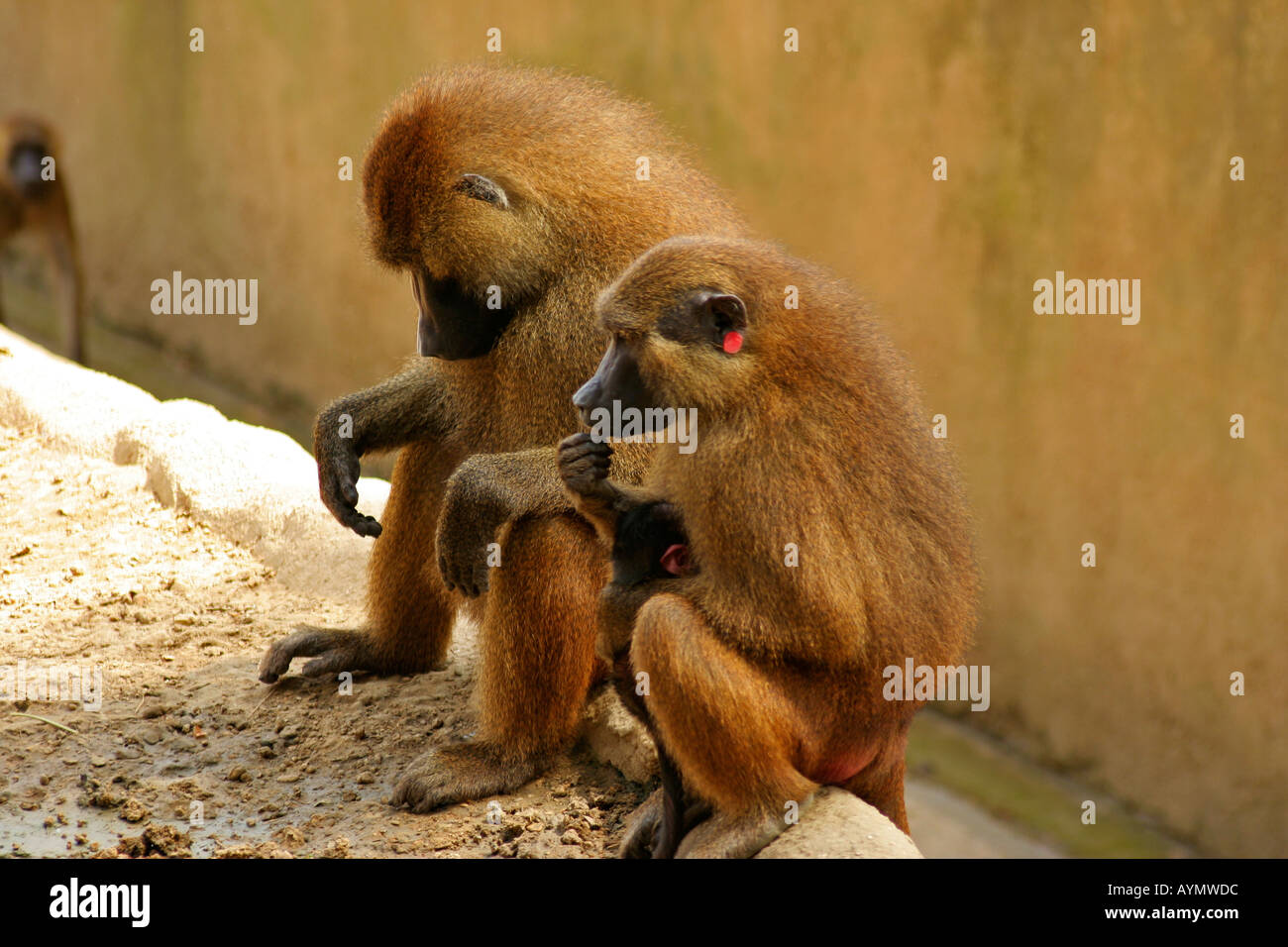 Zwei Affen im Zoo von Vincennes nahe Paris Frankreich Stockfoto