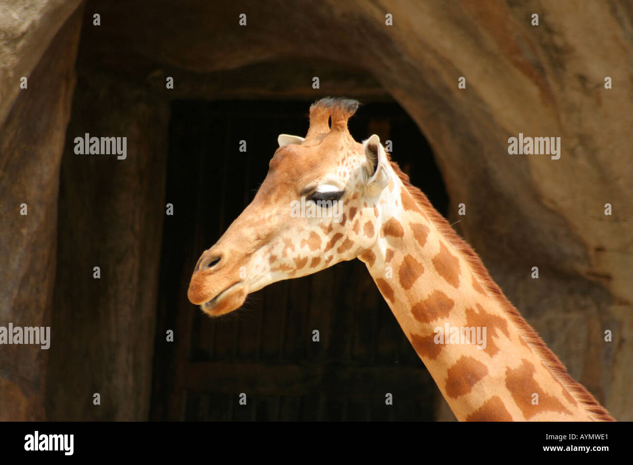 Ein enger Porträt einer Giraffe im Zoo von Vincennes nahe Paris Frankreich Stockfoto