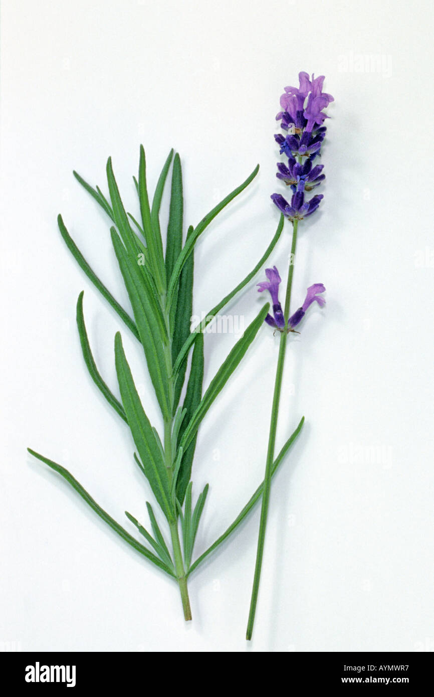 Englischer Lavendel (Lavandula Angustifolia, Lavandula Vera, Lavandula Officinalis), Blätter und Blüten Stockfoto