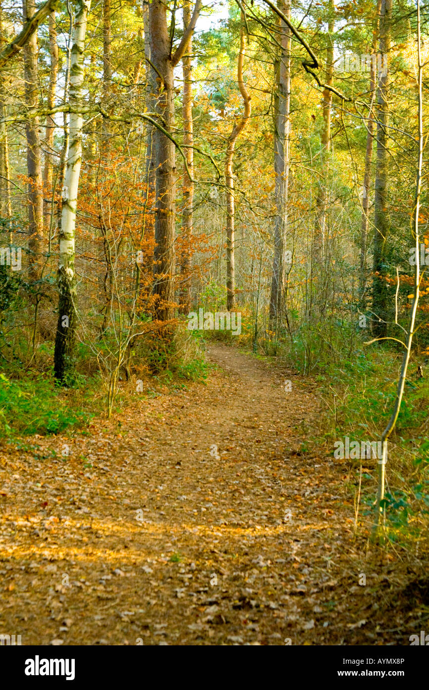 Weise durch Horsford Woods Norfolk in England im Herbst Stockfoto
