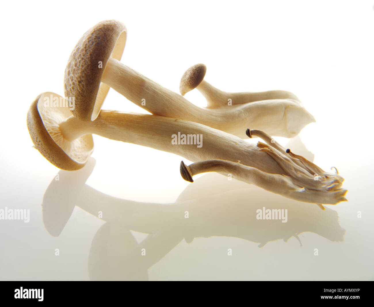 Rohe frische Hon Shimeji Pilze Stockfoto