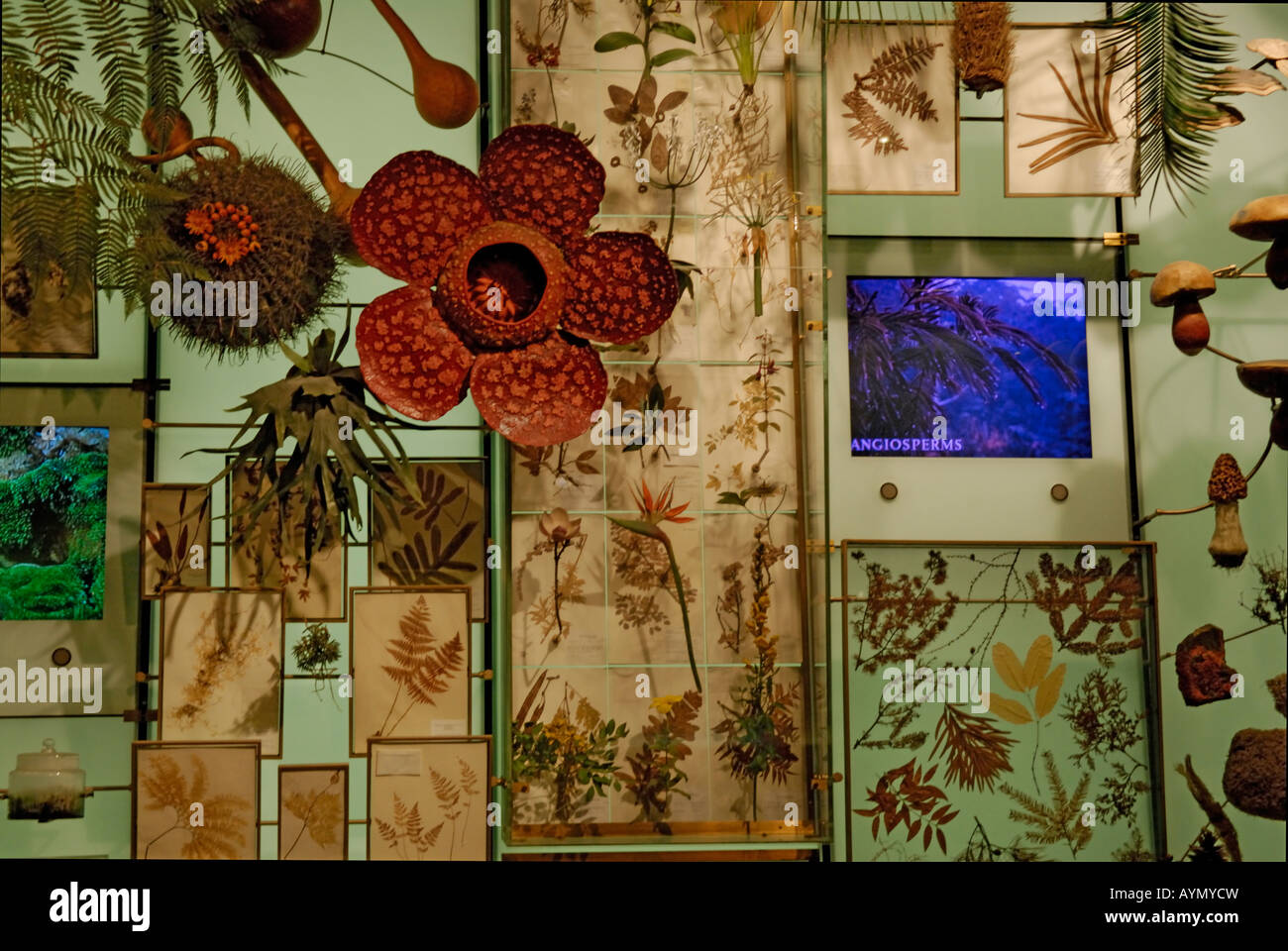 Teil einer Wand-Anzeige in der Halle der Biodiversität American Museum of Natural History New York Stockfoto