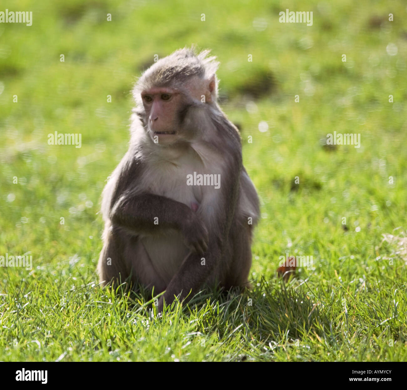 Rhesus Makaken-Affen sitzen, England UK. Stockfoto