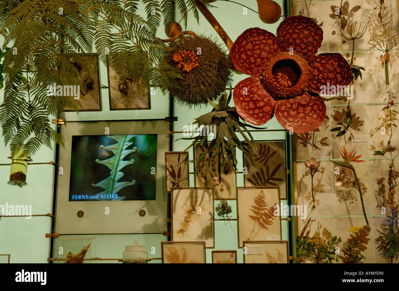 Verschiedene Pflanzen sind aus primitiven Farne, Angiospermen dargestellt. Stockfoto