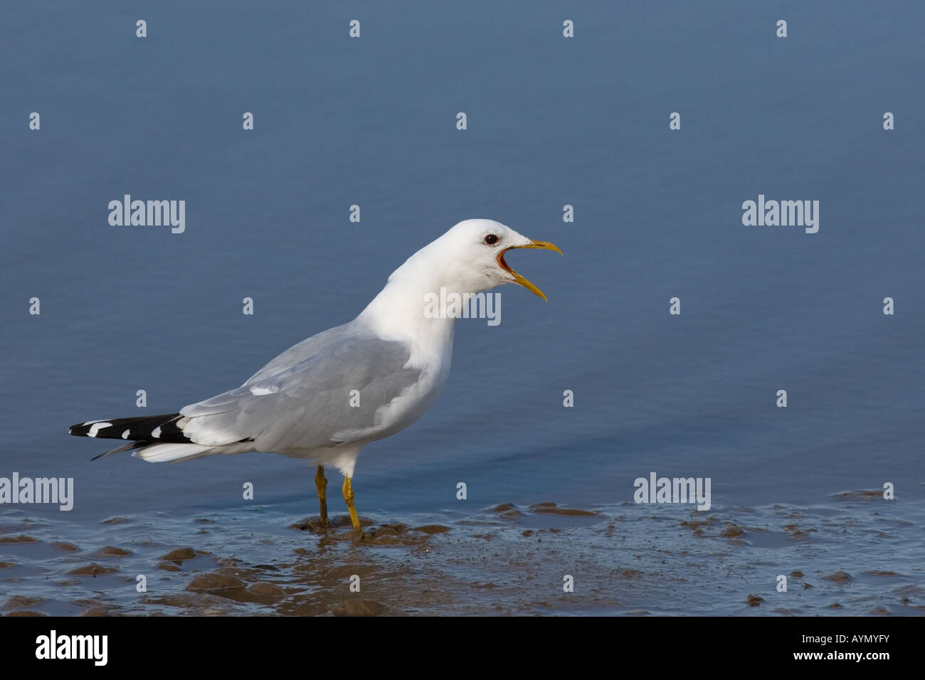 Common Gull Larus Canus Frühling Stockfoto