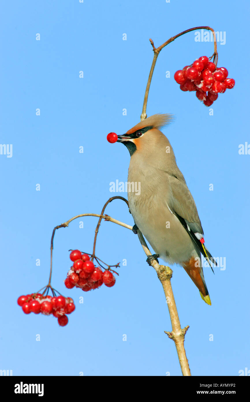 Seidenschwanz (Bombycilla Garrulus) ernähren sich von Beeren Guelder Rose (Viburnum Opulus) im winter Stockfoto