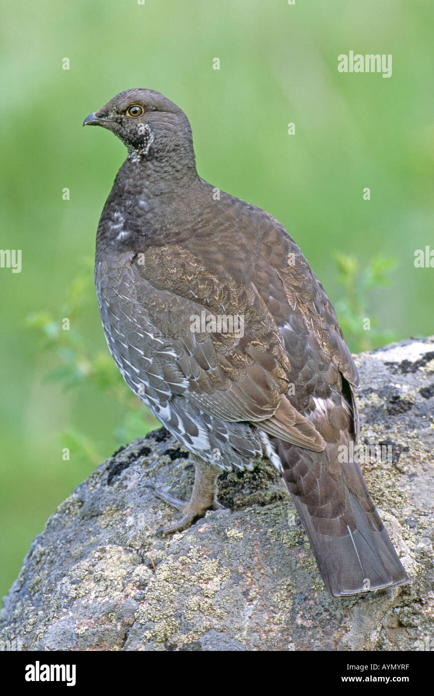 Blue Grouse, thront Dusky Grouse (Dendragapus Obscurus) auf Stein Stockfoto