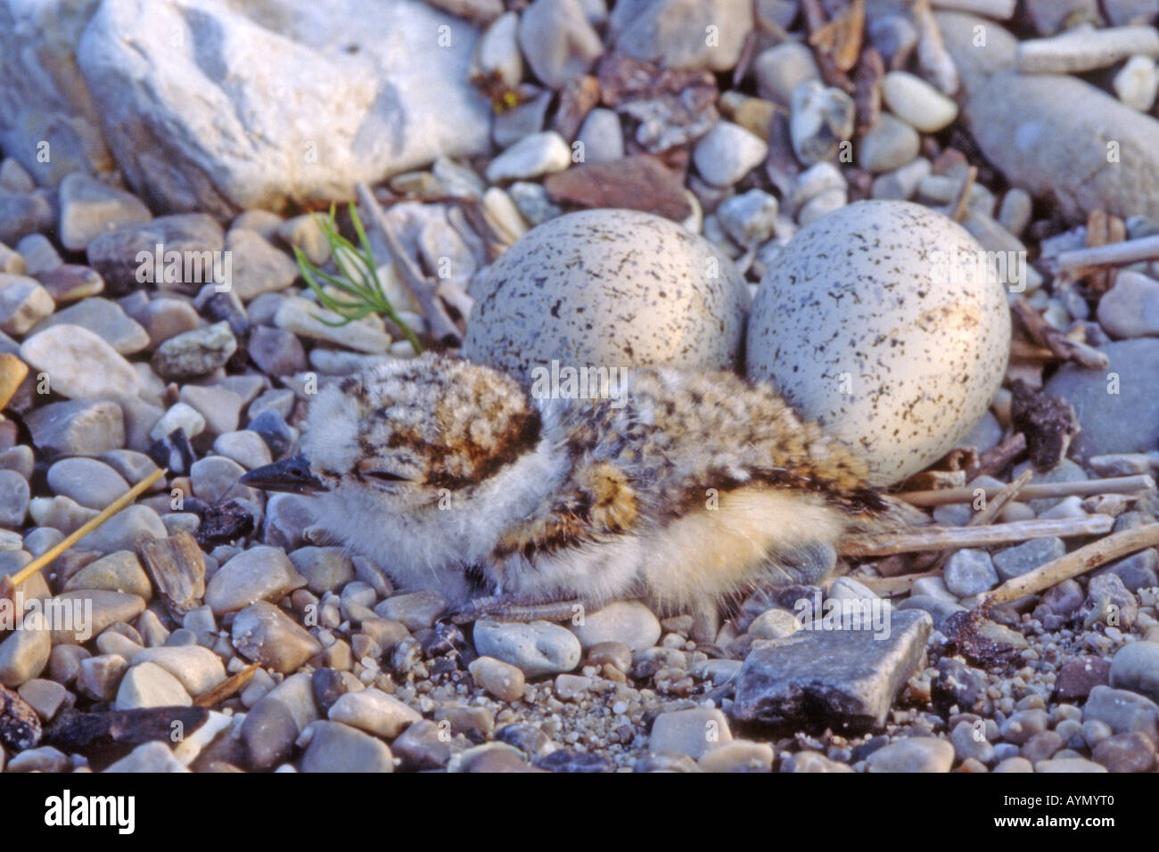 Flussregenpfeifer (Charadrius Dubius). Nest mit Eiern und Küken gut getarnt auf einer Kiesbank in die Isar. Stockfoto