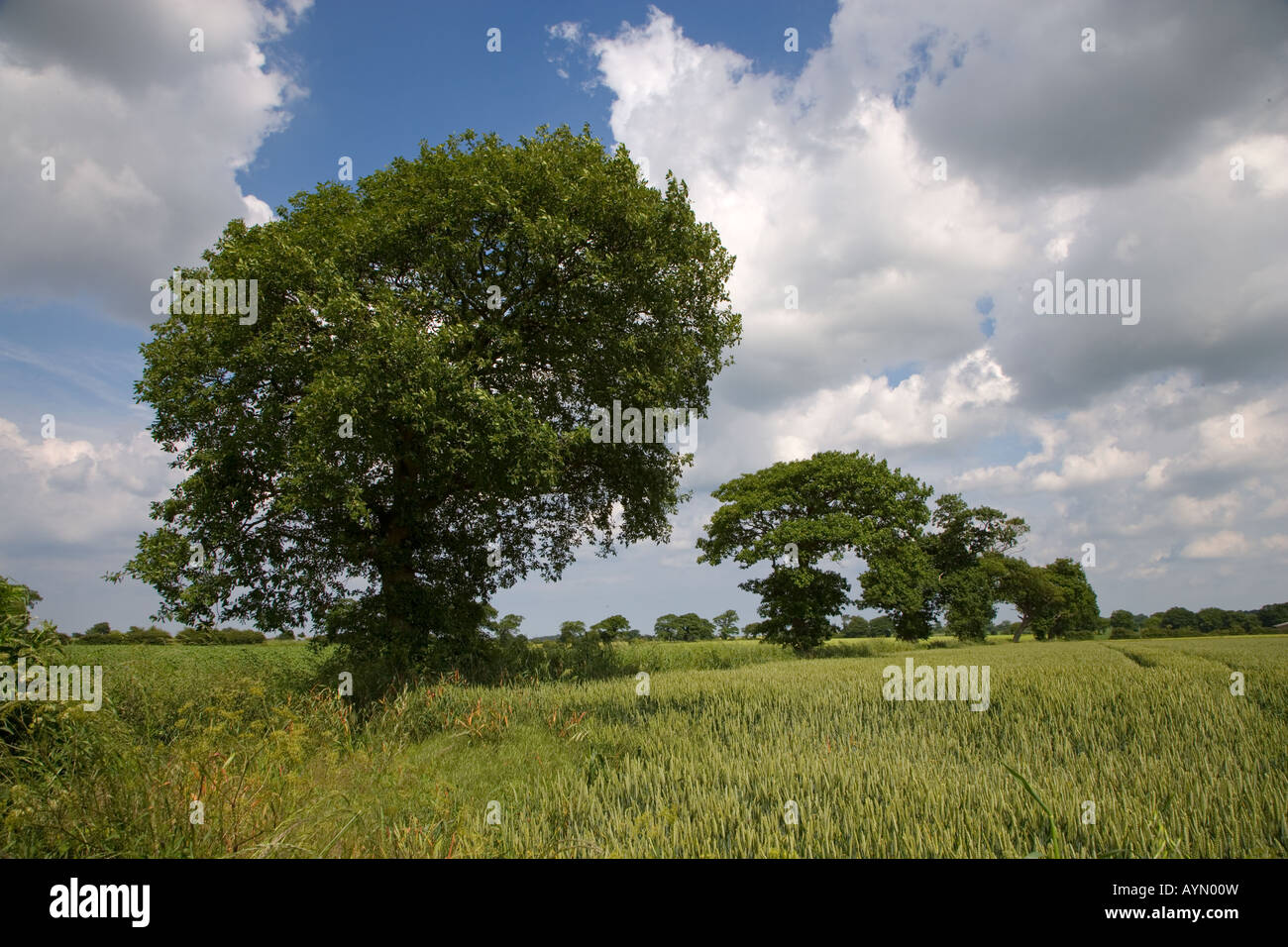 Eichen in Ackerland Southrepps Norfolk 1 12 Juni Stockfoto