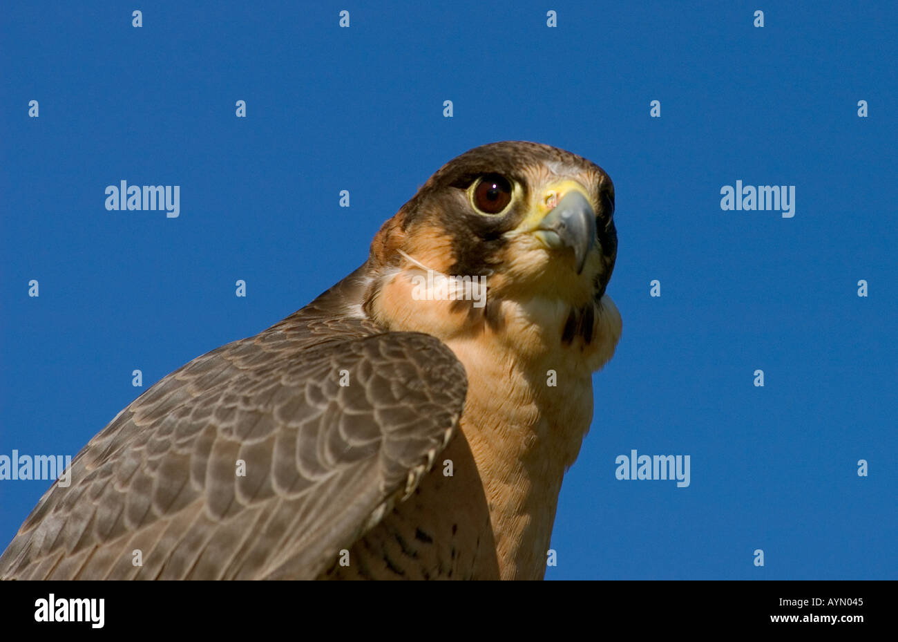 Der Leiter der ein Barbary Falcon-Falco pelegrinoides Stockfoto