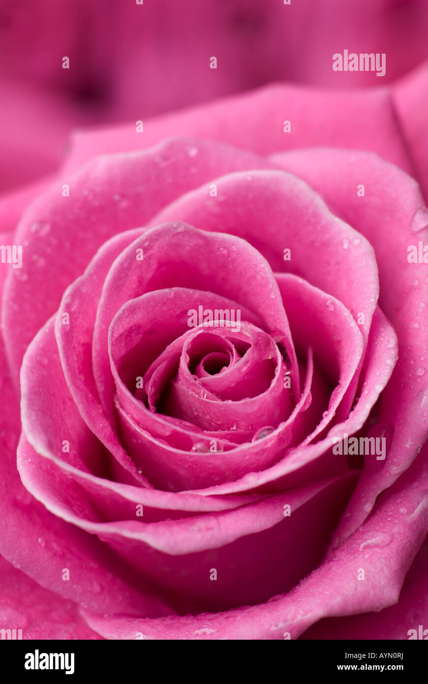 Rosa Rose mit Wassertropfen - Tiefenschärfe, vorsätzliche geringe Schärfentiefe. Stockfoto