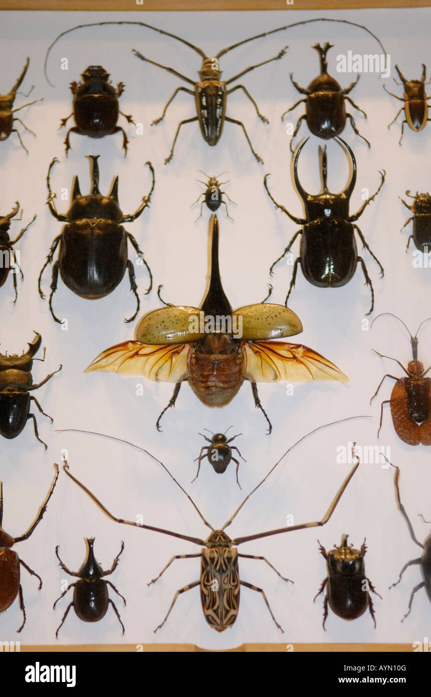 Eine Anzeige der Käfer in der Halle der Biodiversität American Museum of Natural History New York Stockfoto