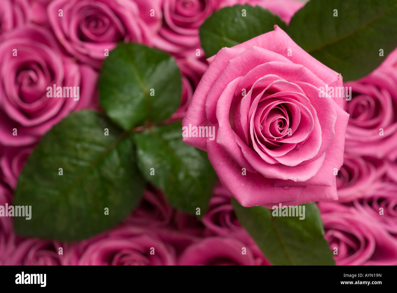 Rosa Rose mit Wassertropfen über andere Rosen und Blätter. Stockfoto