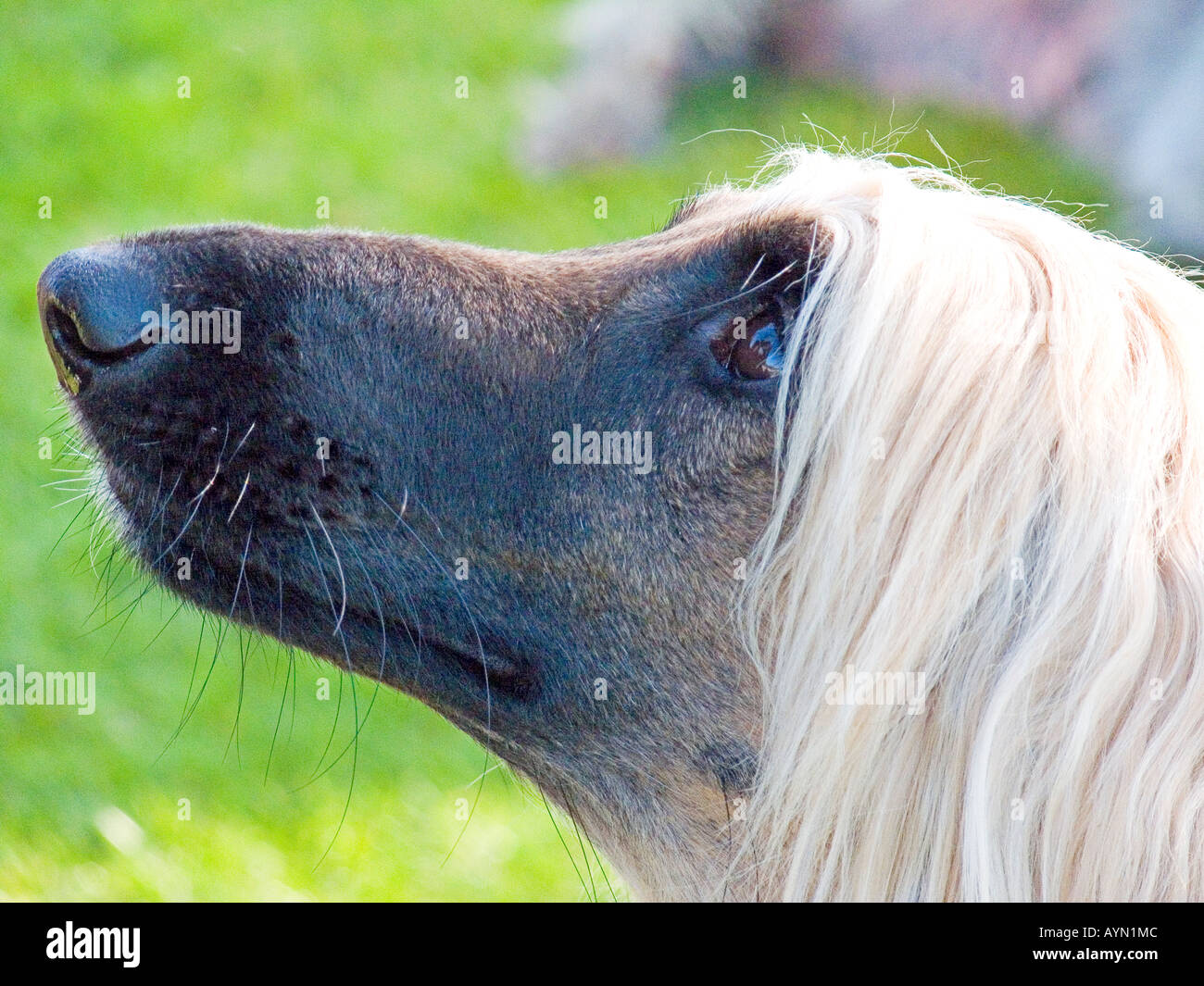 Afghanische Hund Stockfoto
