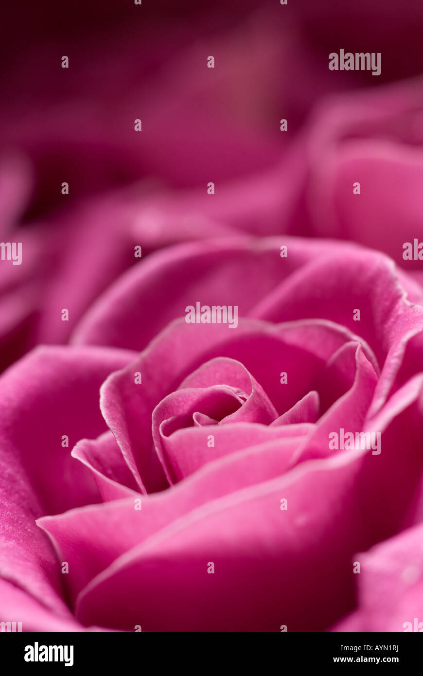 Rosa Rose - vorsätzliche selektiven Fokus in der Mitte der Blume. Stockfoto