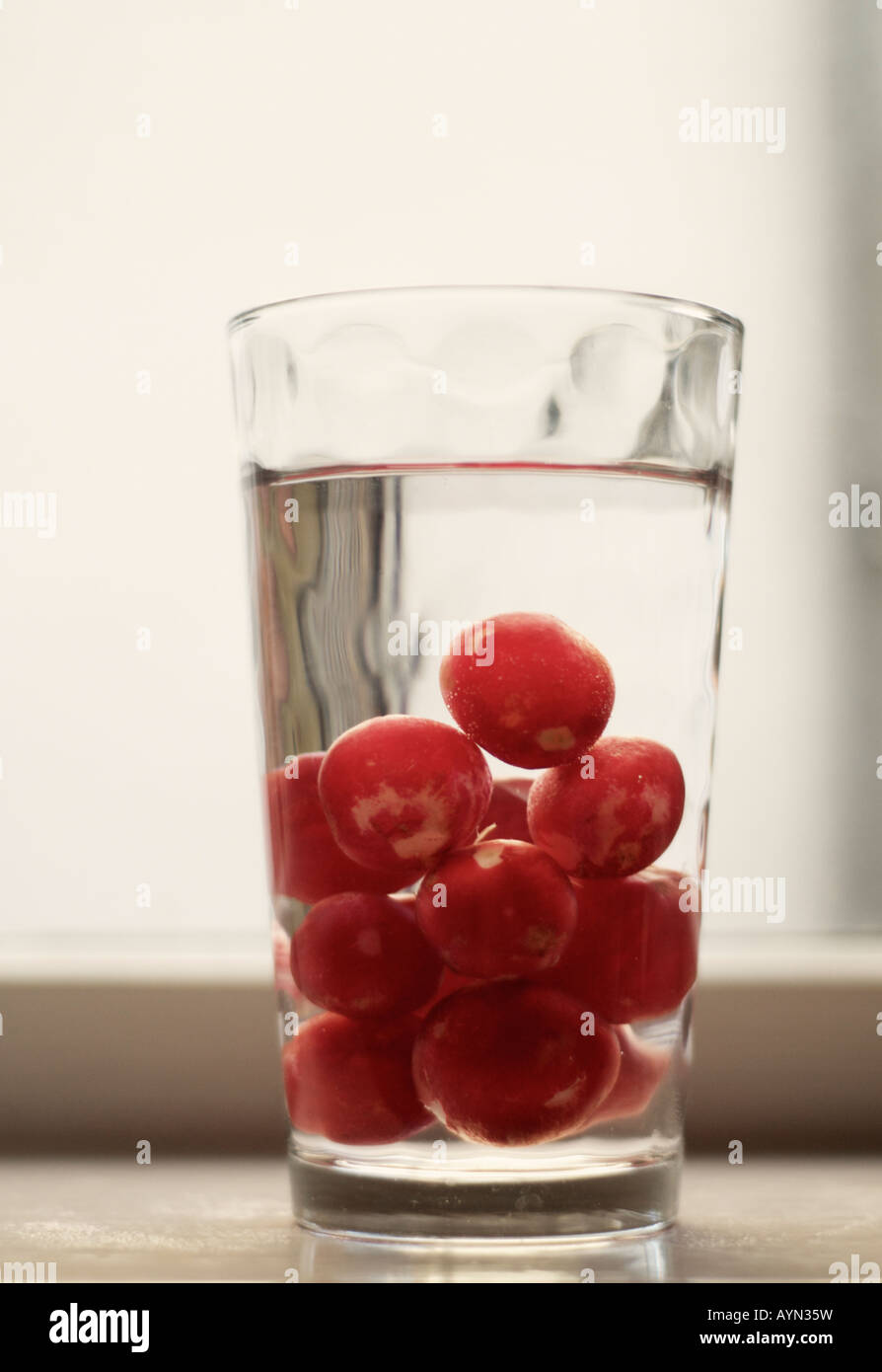 Roten Radieschen [Raphanus Sativus] in Glas Wasser eingeweicht Stockfoto