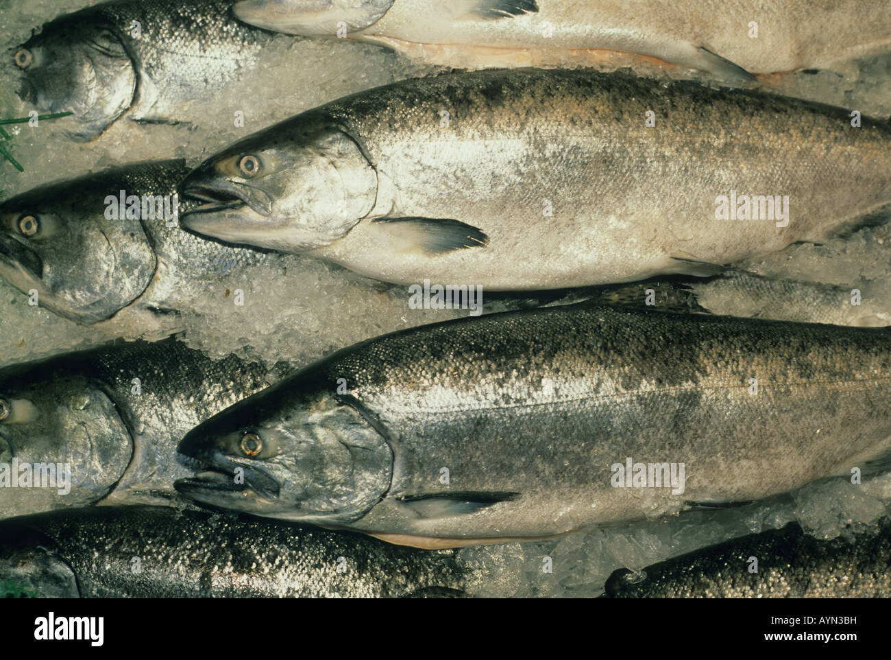 Pacific König oder Königslachs (Oncorhynchus Tshawytscha) Wild gefangen, in Alaska, Pike Place Market, Seattle WA USA Stockfoto