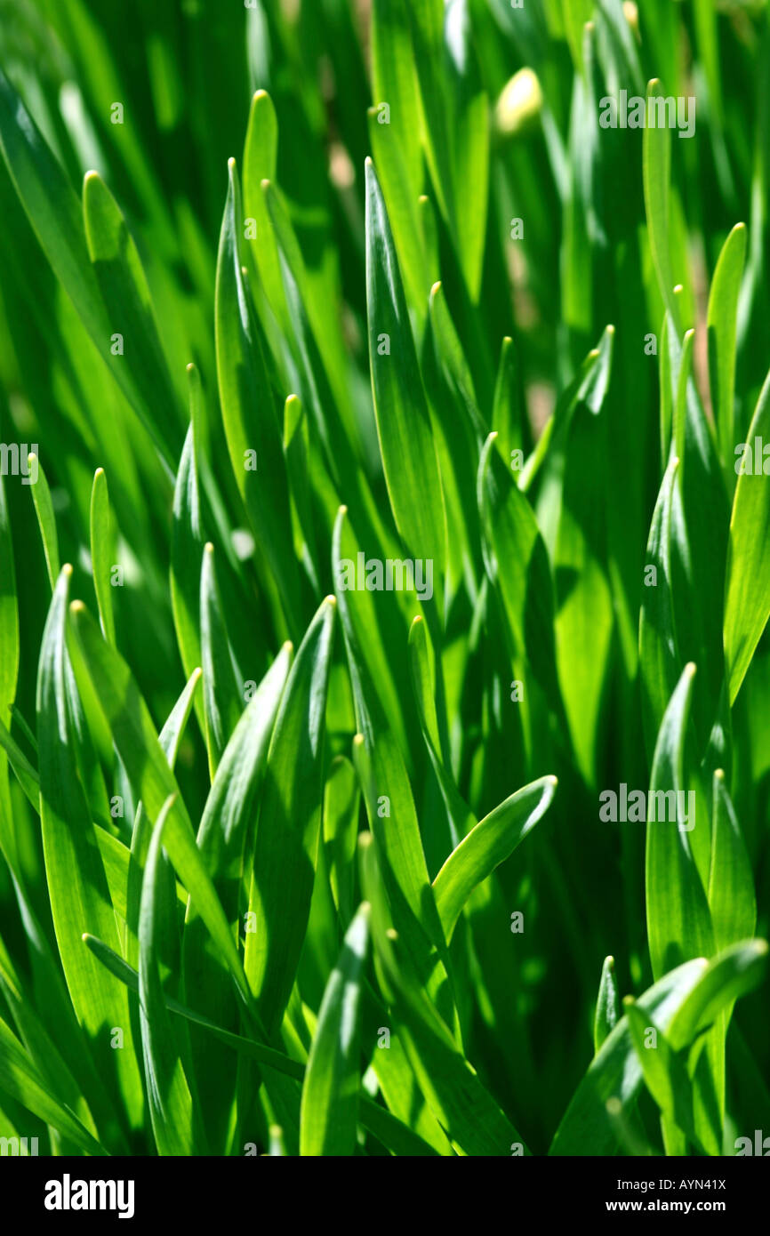 Makroaufnahme von sonnenbeschienenen Grasgrün Stockfoto