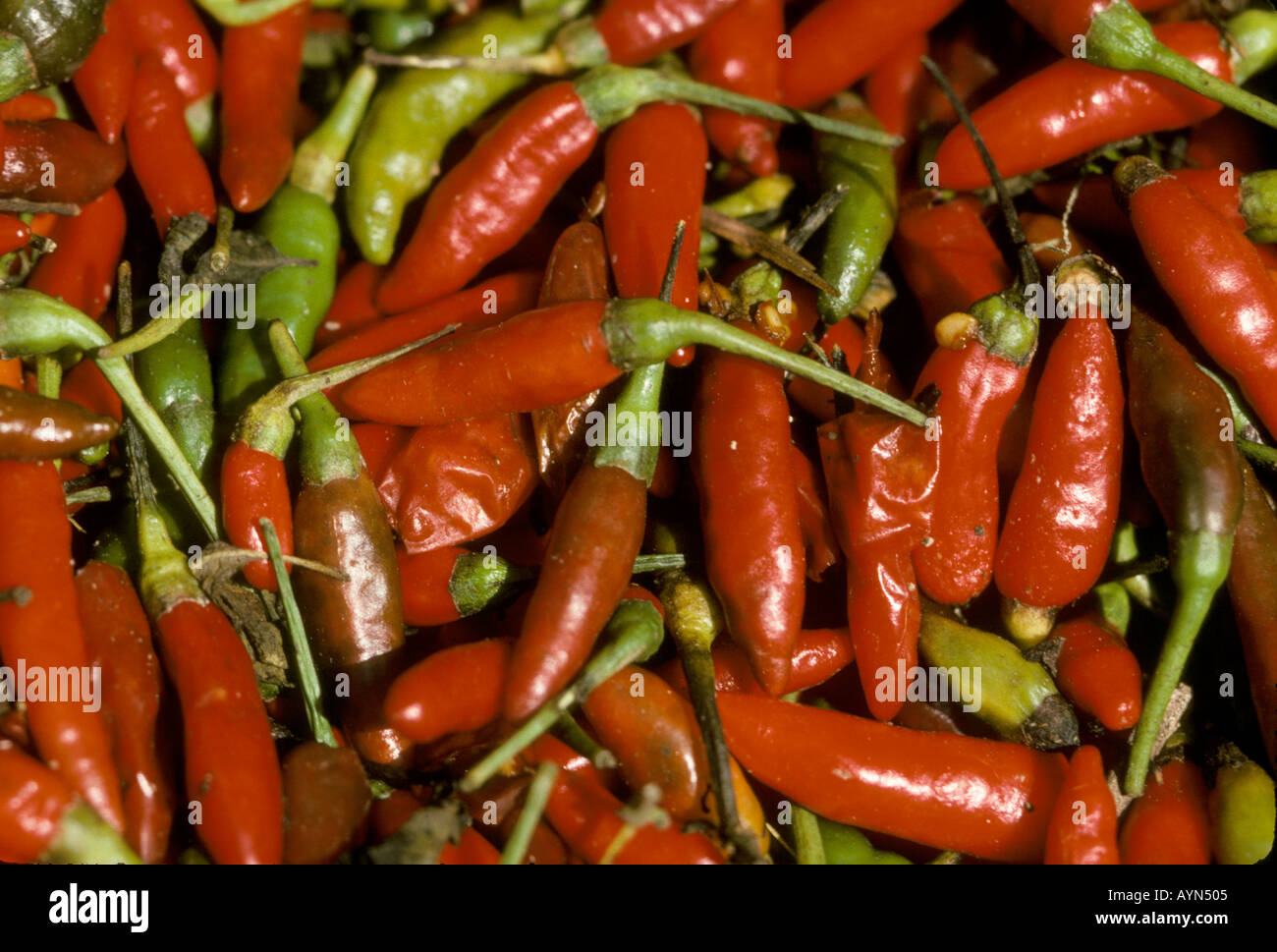 Asien Indonesien Bali Chilis Stockfoto