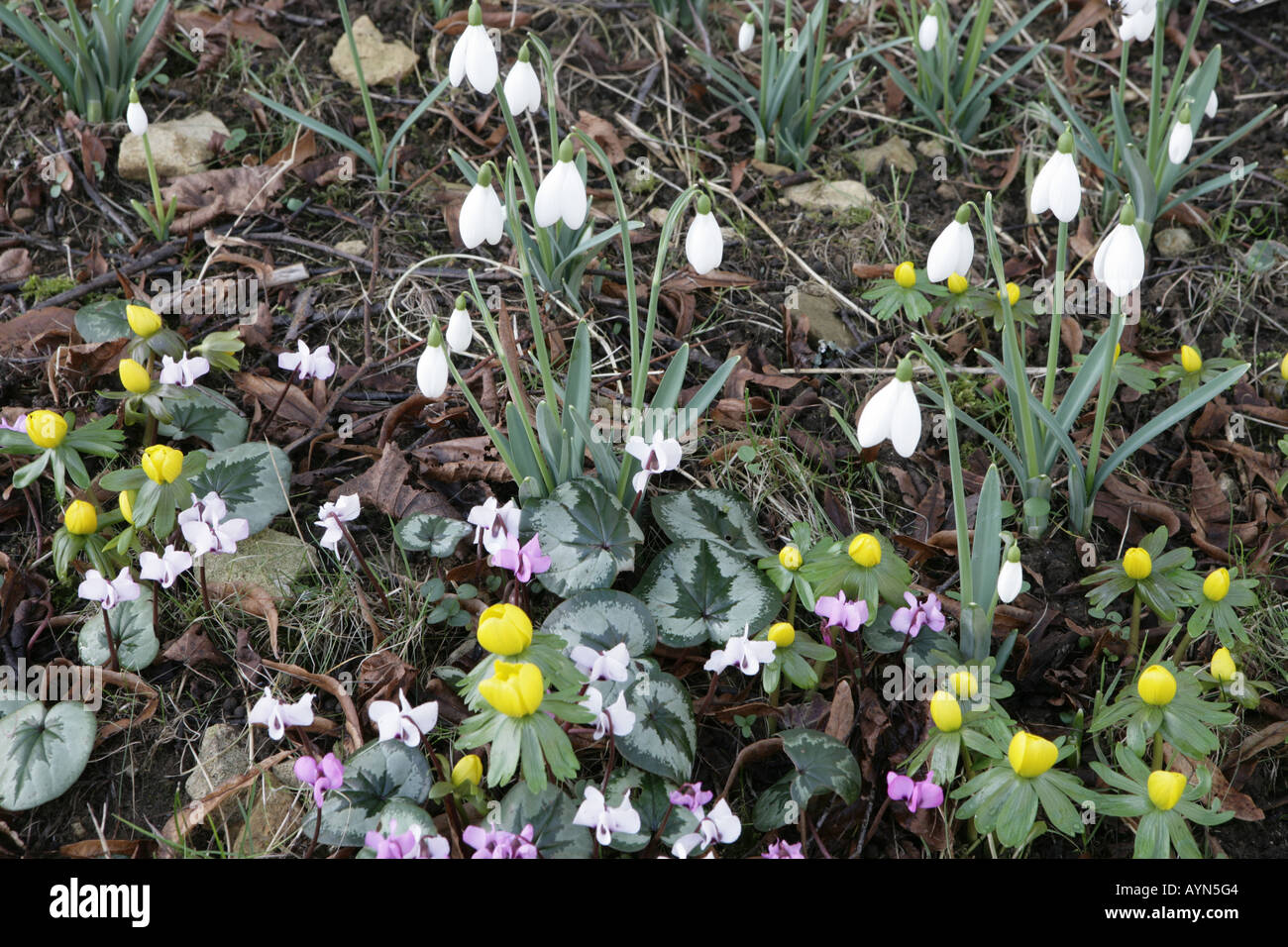 Die nationale Sammlung von Schneeglöckchen in den Cotswolds im Colesbourne Park Stockfoto