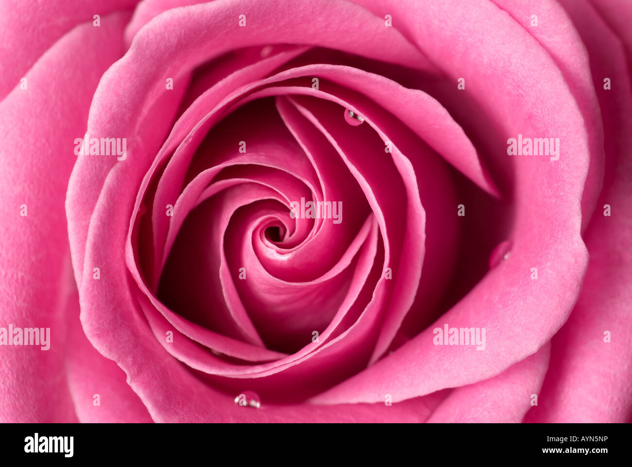 Rosa Rose mit einigen Tropfen Wasser. Stockfoto
