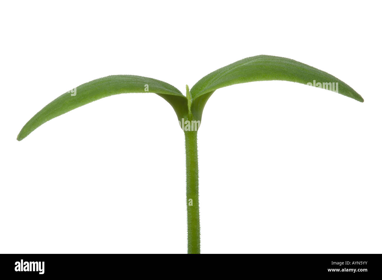 Makroaufnahme einer Jungpflanze Keimling mit zwei Blättern isoliert auf weißem Hintergrund Stockfoto
