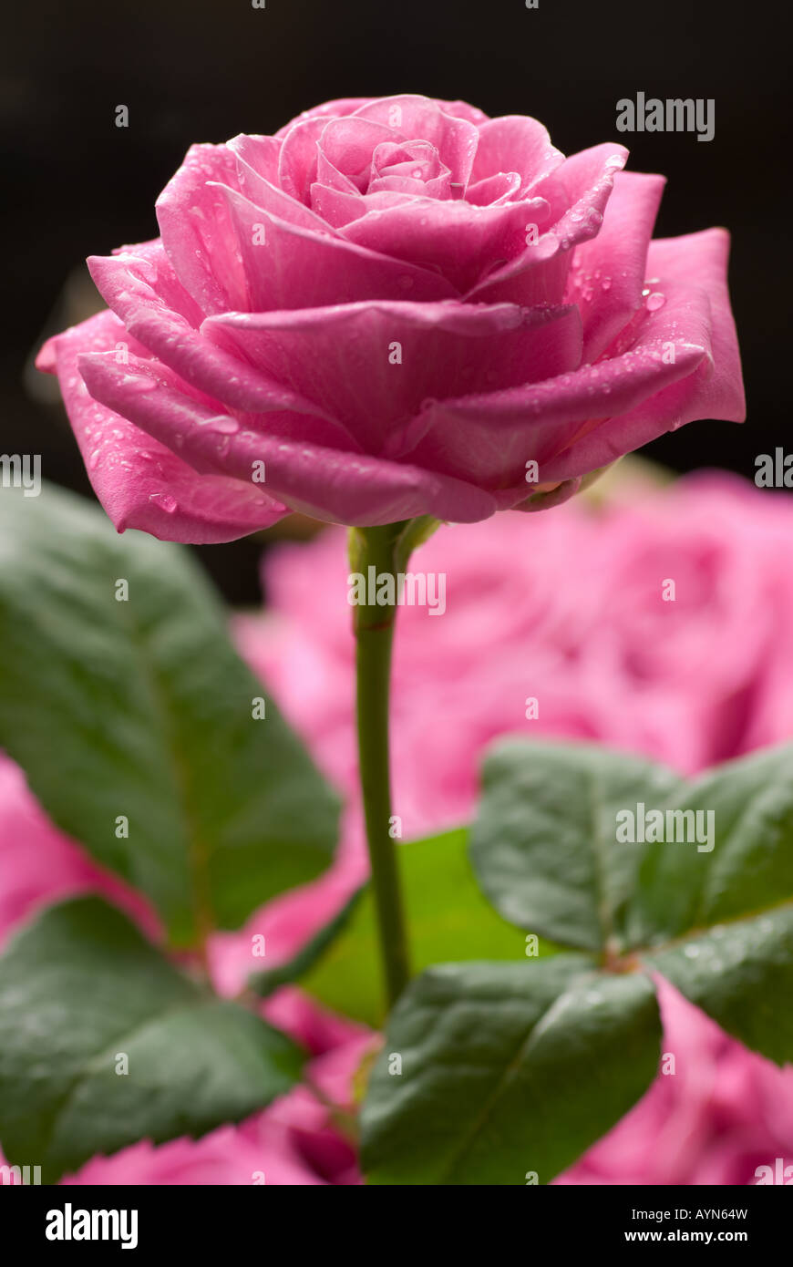 Rosa Rose mit Wassertropfen über anderen Rosen. Stockfoto