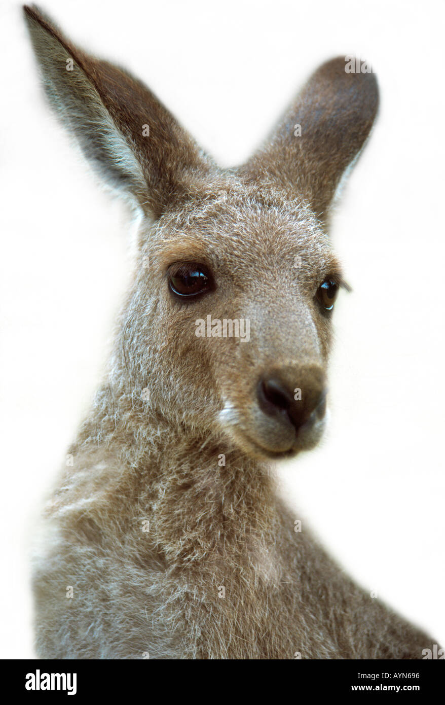 Grey Kangaroo Australien Stockfoto