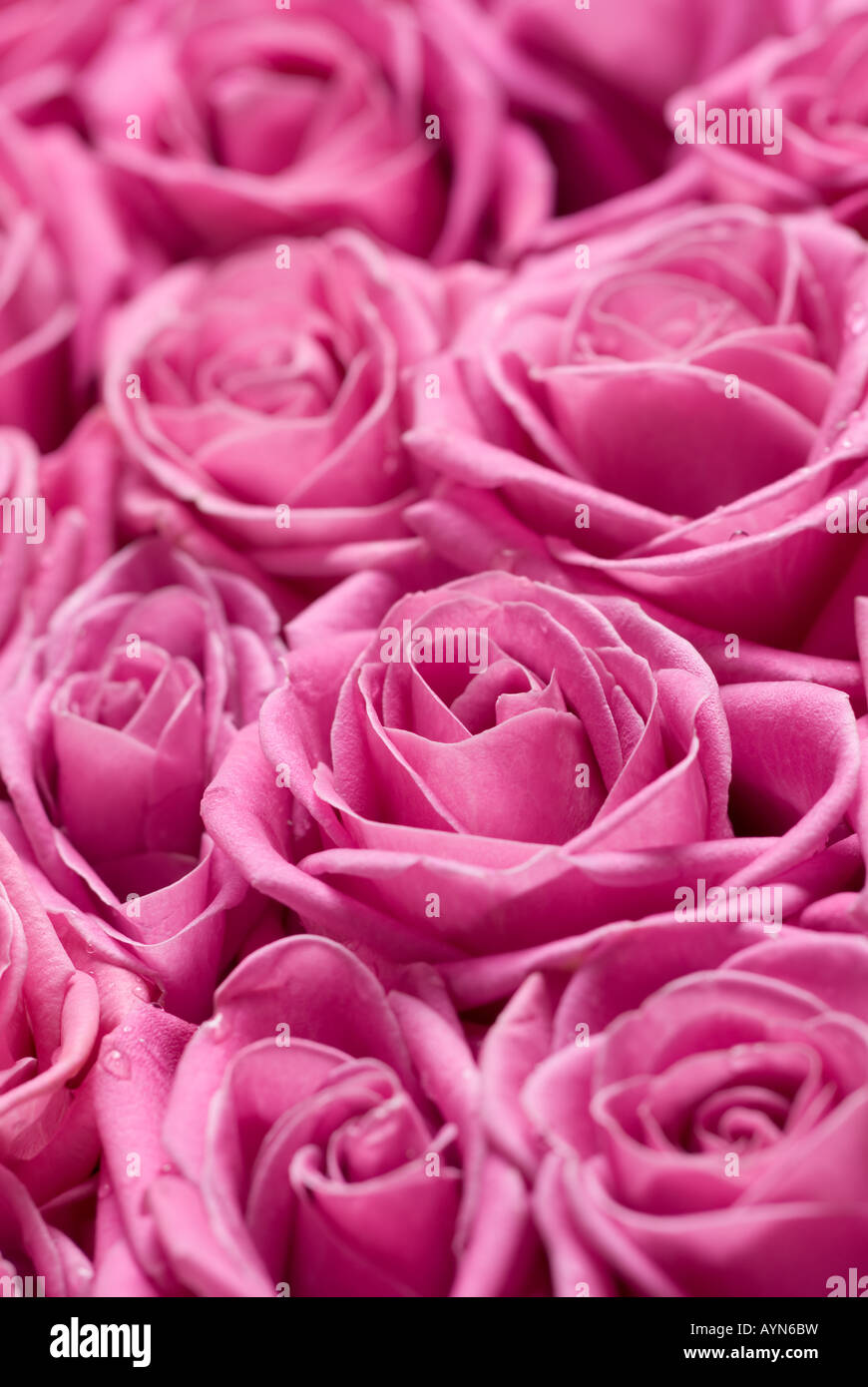 Rosa Rosen - geringe Schärfentiefe Feld, vorsätzliche selektiven Fokus in der Mitte der Blumen. Stockfoto