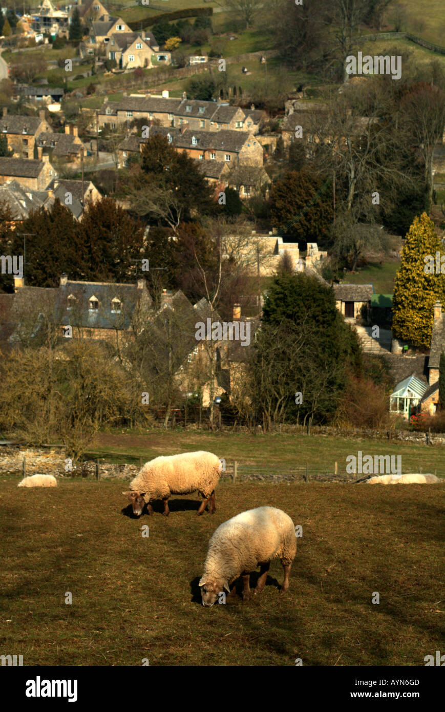 Schafe weiden oberhalb Naunton Dorfes in Gloucestershire in den Cotswolds, England, UK. Stockfoto