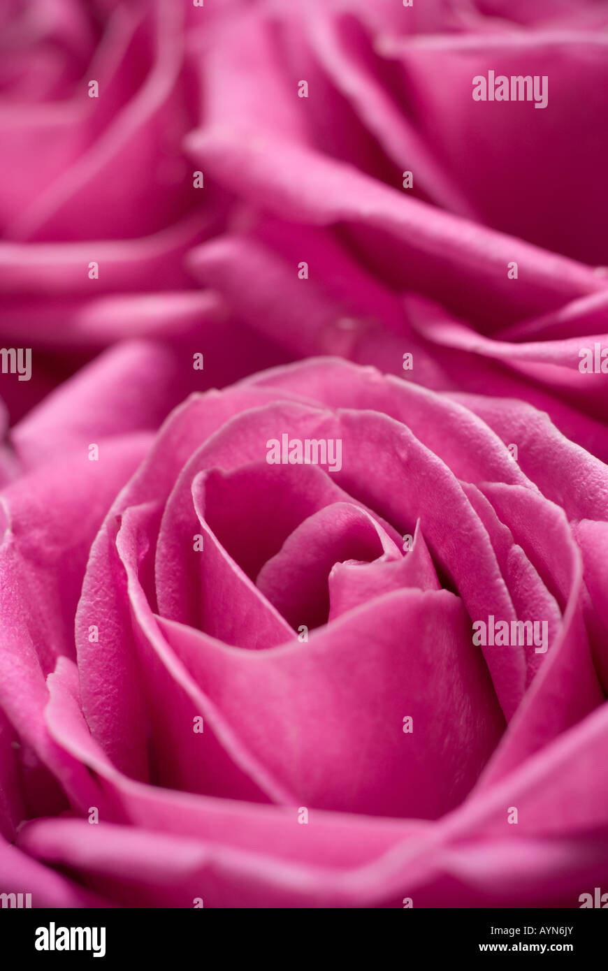 Rosa Rosen - vorsätzliche selektiven Fokus in der Mitte der Blume. Stockfoto