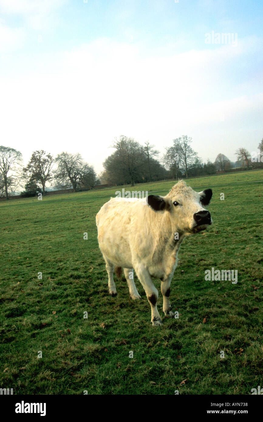 Weiße Kuh Beweidung in englischen Wiese Shropshire England UK United Kingdom GB Großbritannien britische Inseln Stockfoto