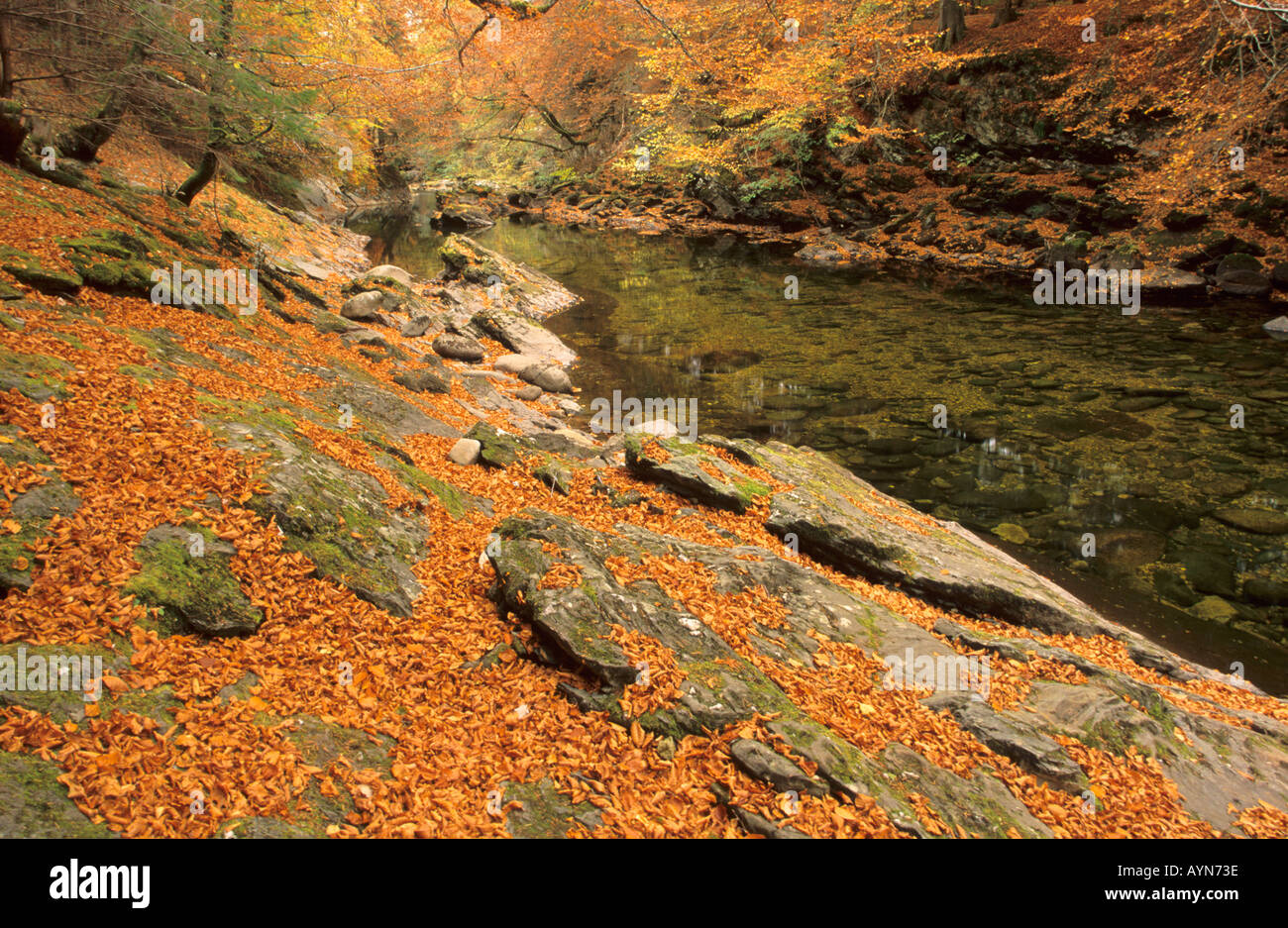 Herbstfarben in der River Tilt-Scotland Stockfoto