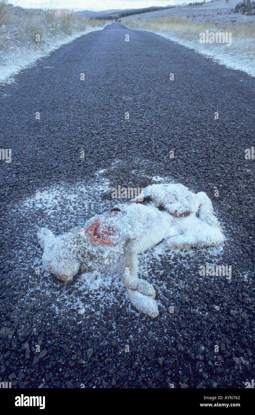 Straße getötet Schneehasen in Schottland Stockfoto